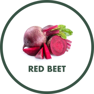 Red Beet