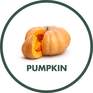 Pumpkin (1)